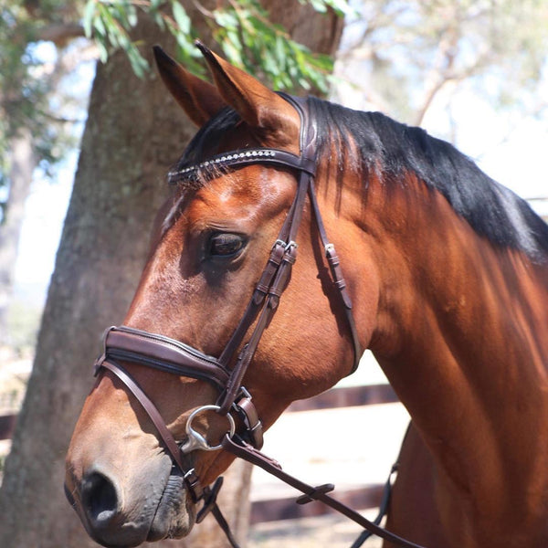 DBA Havana Italian Leather Anatomical Bridle with Convertible Noseband and Elegant Plain Leather brow band